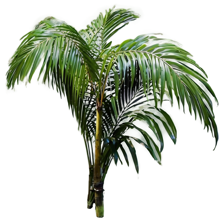 Palm Leaves Arrangement Png 05252024