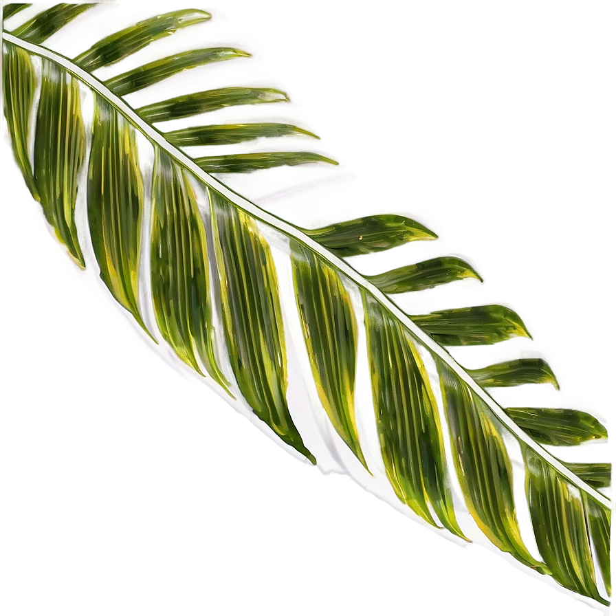 Palm Leaves Frame Png Vrg