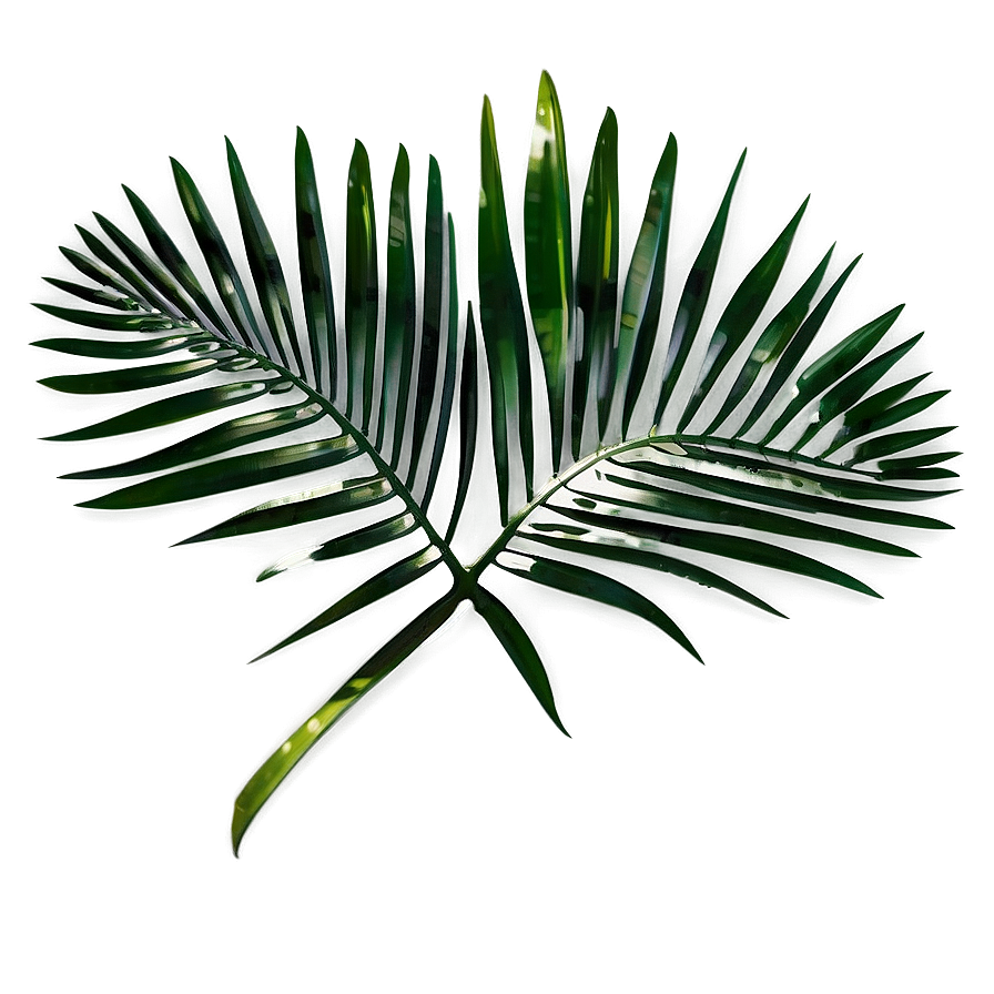 Palm Leaves Overlay Png Wtt36