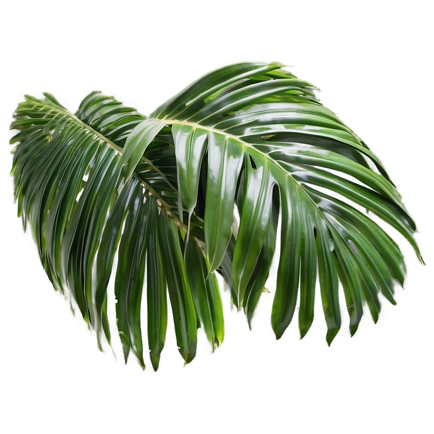 Palm Leaves Texture Png Rdx99