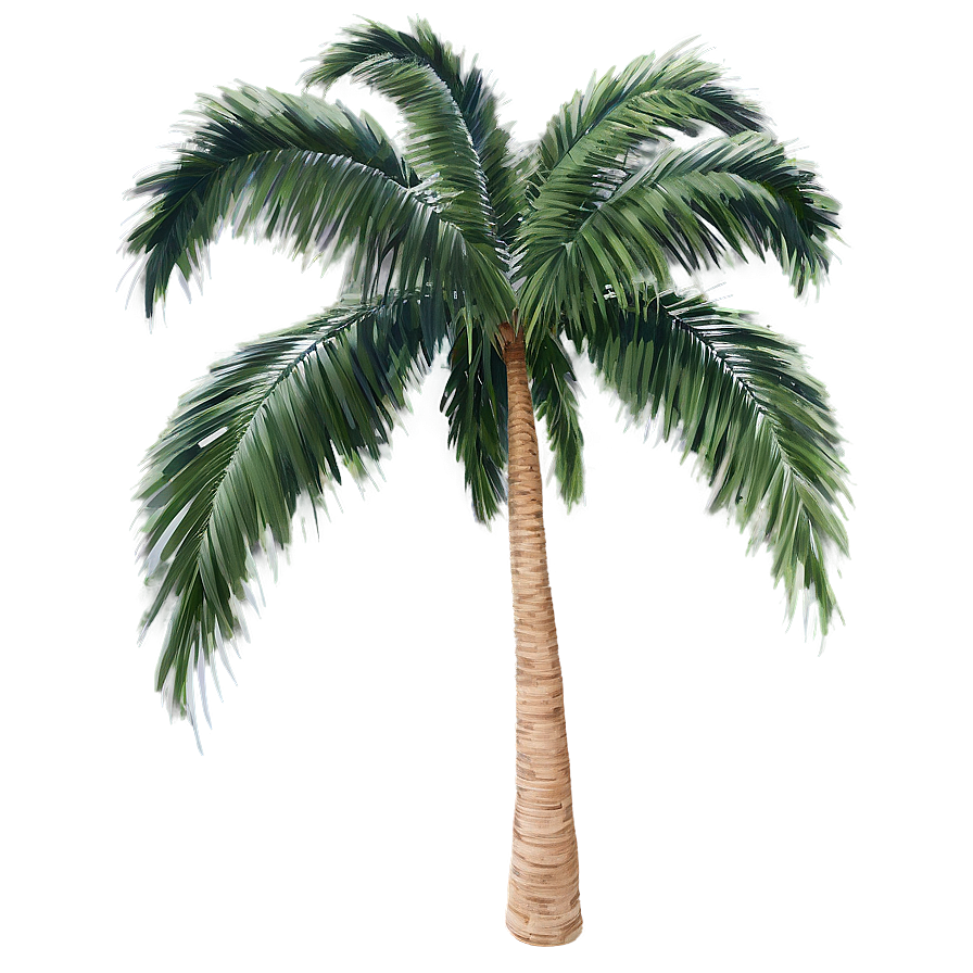 palm tree b PNG with transparent background