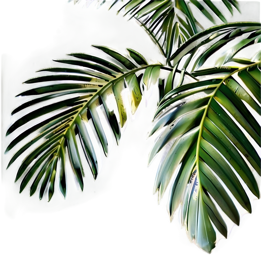 Palm Tree Leaf PNG nhx88 PNG with transparent background