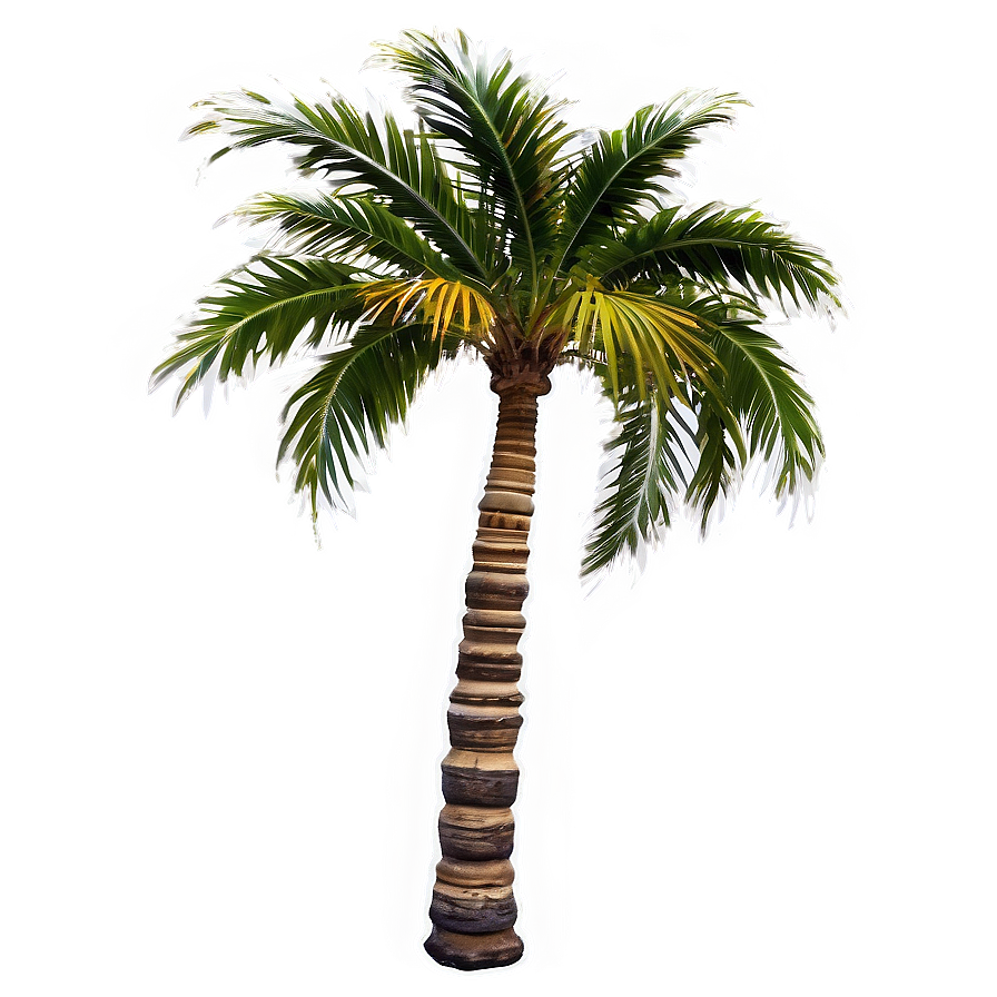 Palm Tree Reflection Png 88