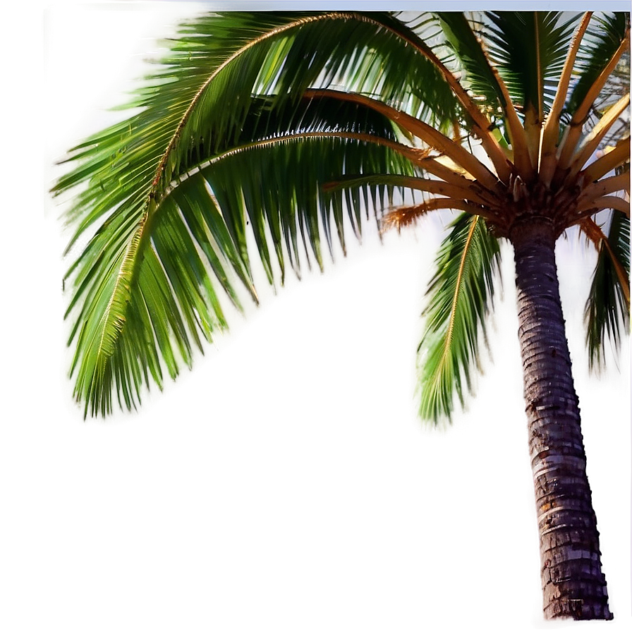 Palm Tree Vacation Png Iok22