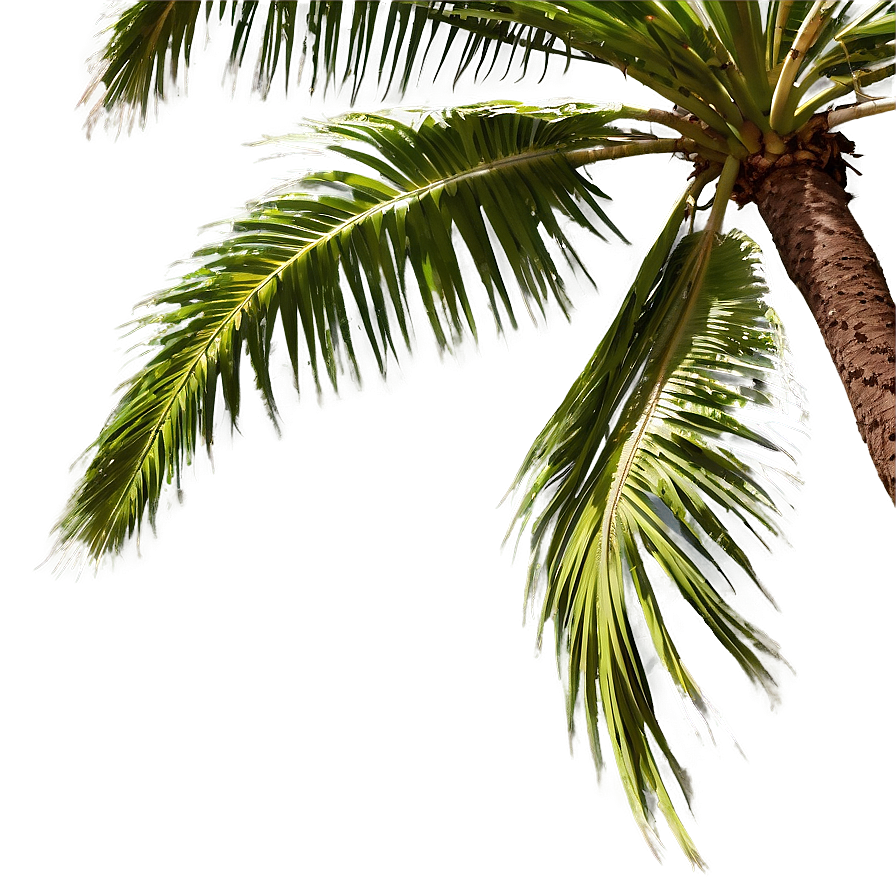 Palm Trees In Wind Png 97