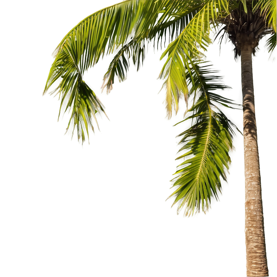 Palm Trees Landscape Png 05042024