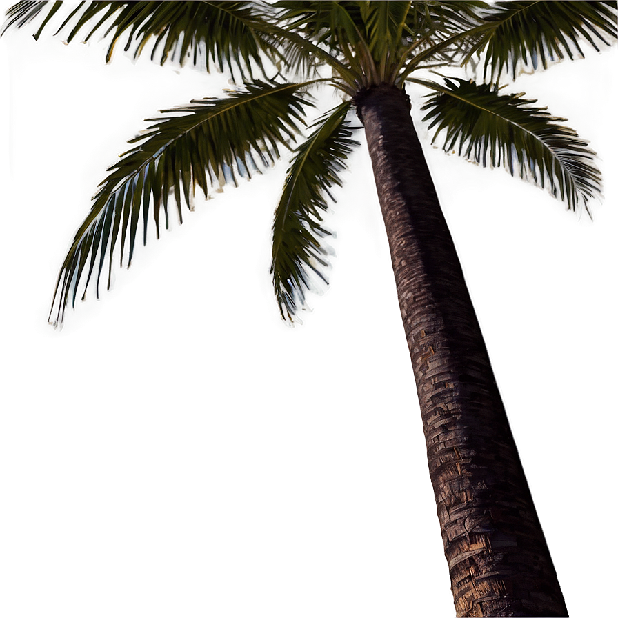 Palm Trees Landscape Png 45