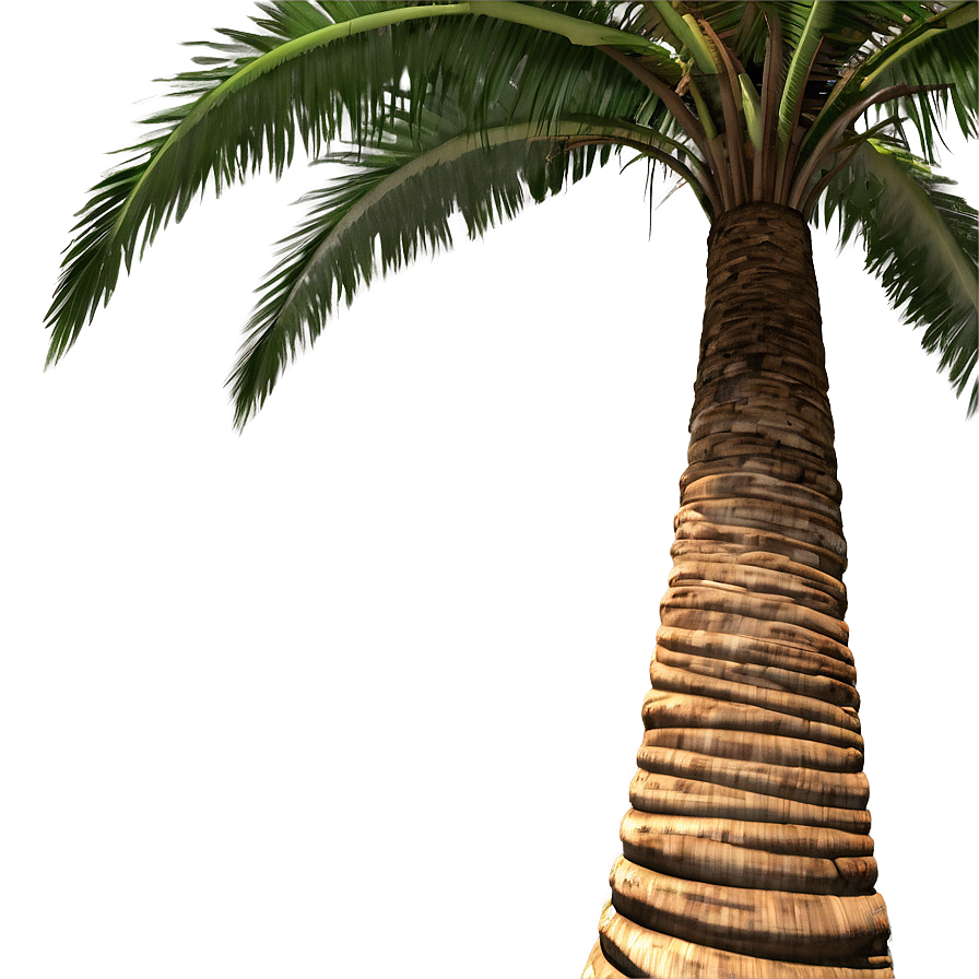 Palm Trees With Coconuts Png Ppf36