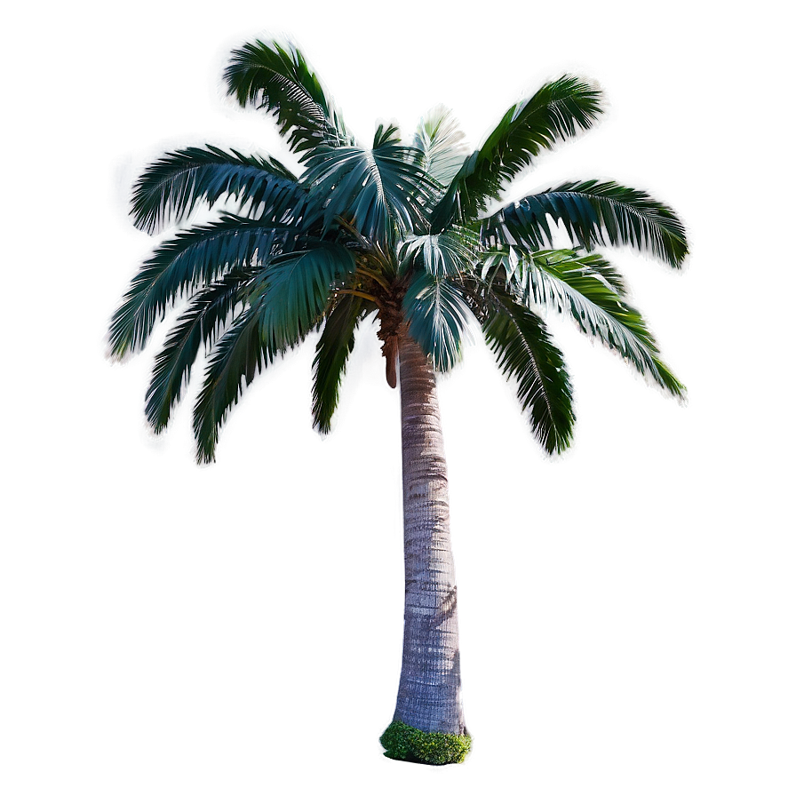 Palmera D