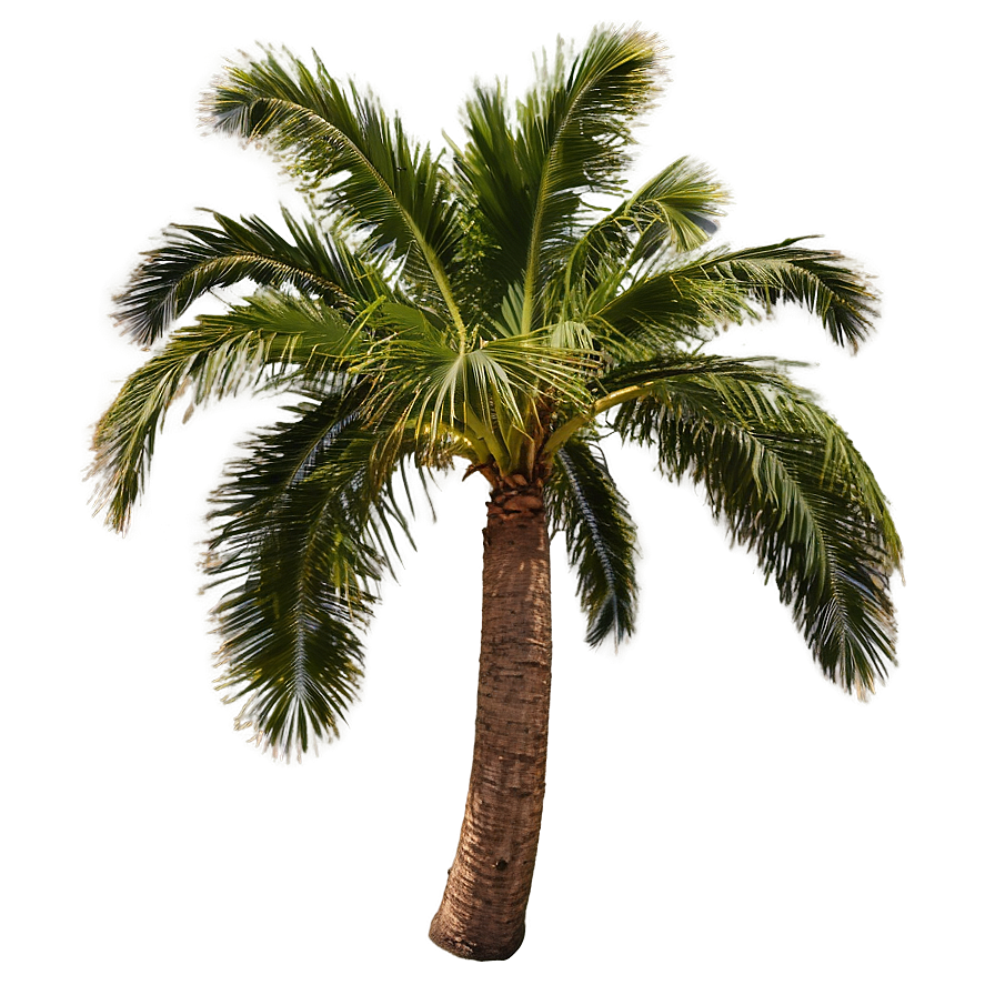 Palms At Dawn Png Lpt