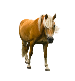 Palomino Horse Black Background