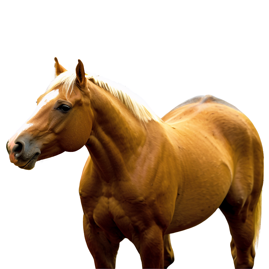 Palomino Horse Png 17