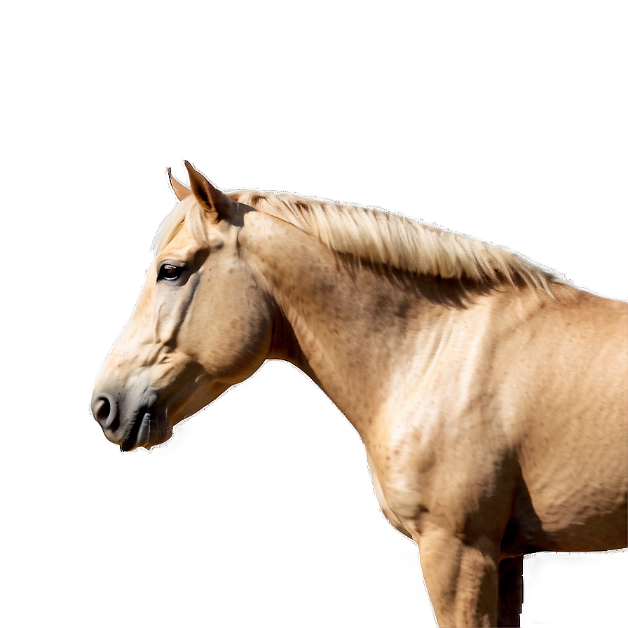 Palomino Horse Png Bje