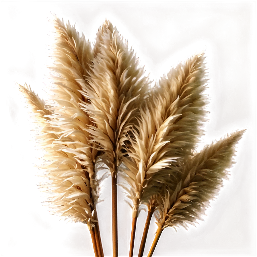 Pampas Grass Bouquet Png 06122024