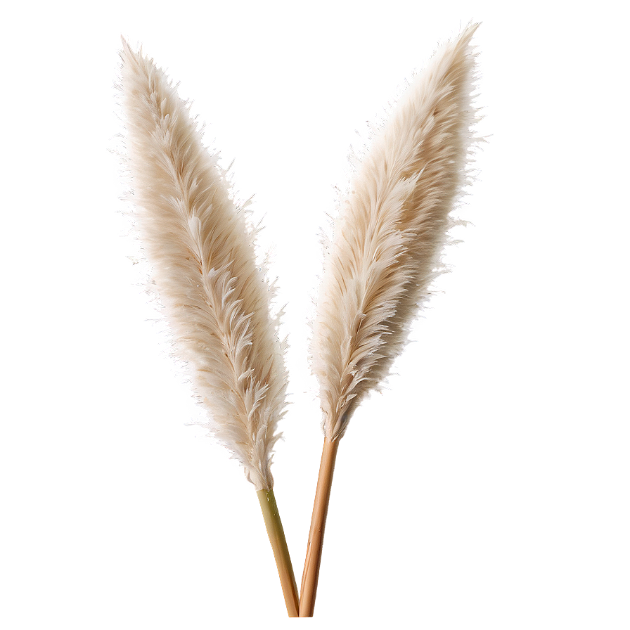 Pampas Grass Closeup Png 71