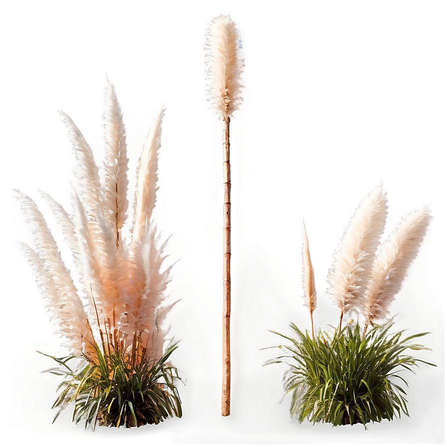 Pampas Grass Garden Png Ogj7