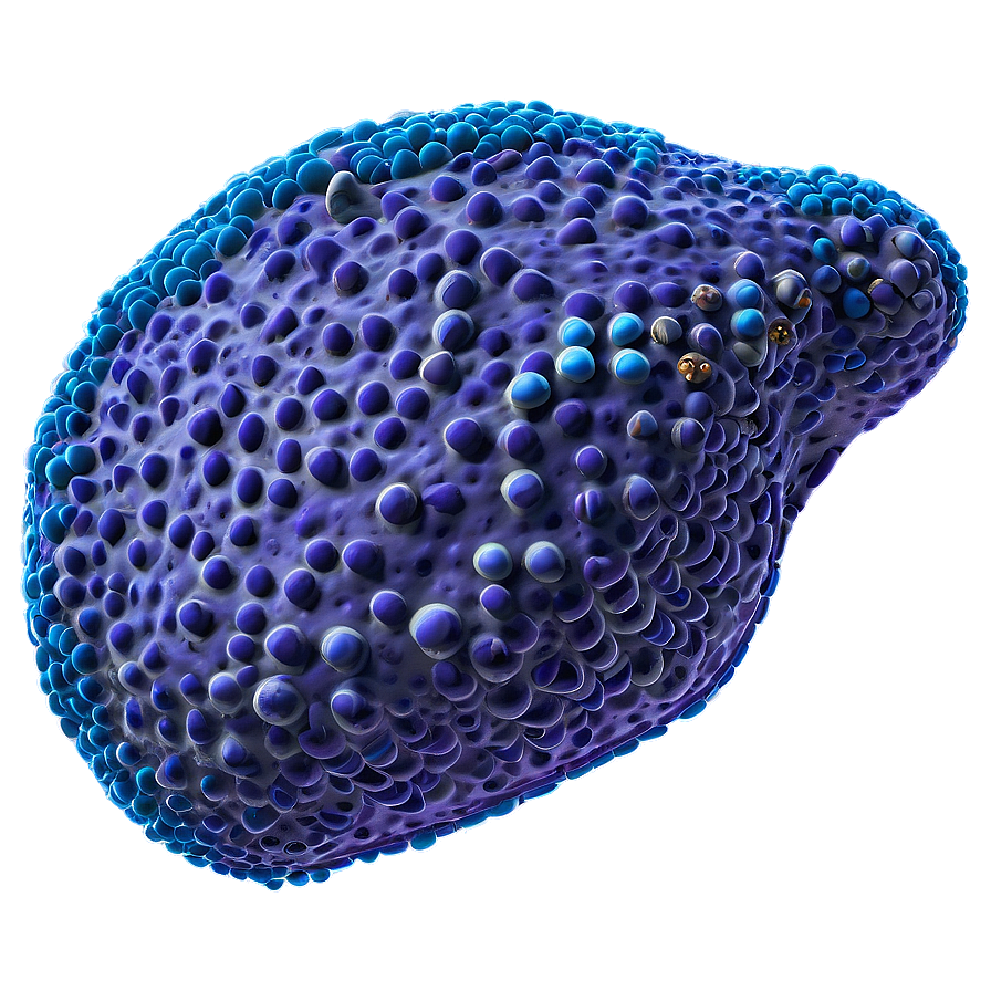 Pancreatic Cells Endocrine Png 93