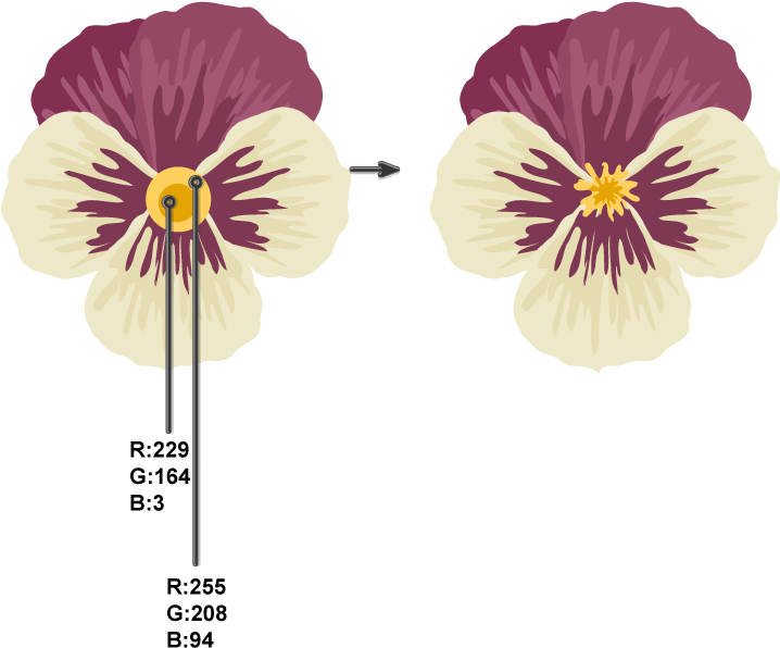 Pansy Flower Color Variation Vector