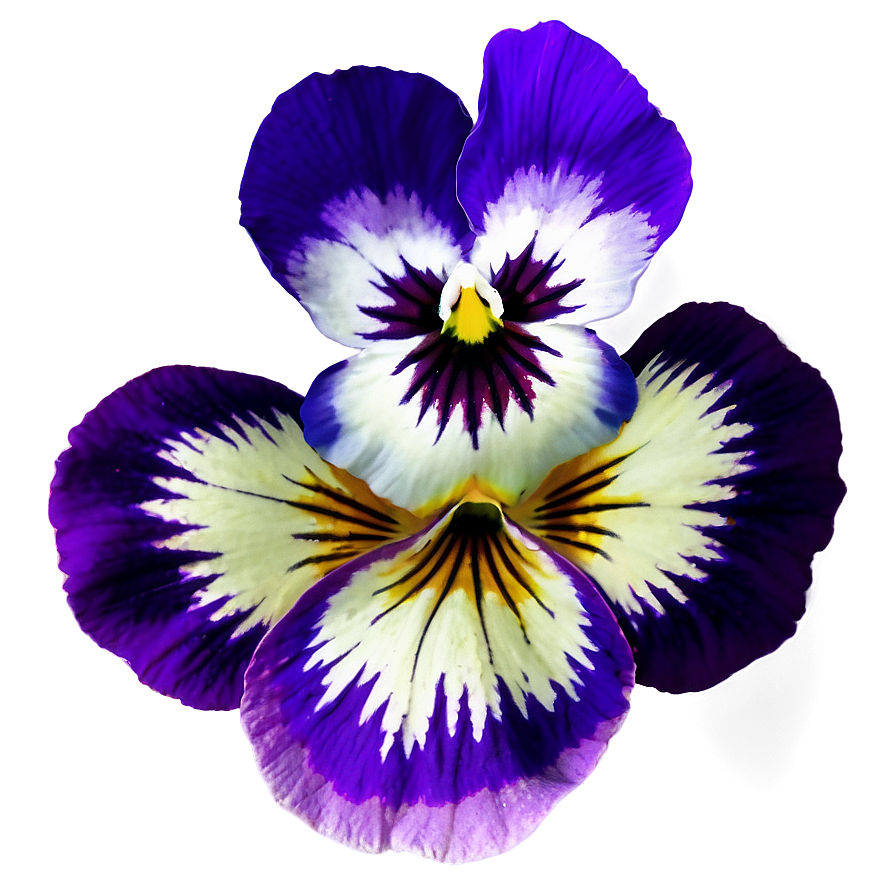 Pansy Icon Png Utp50