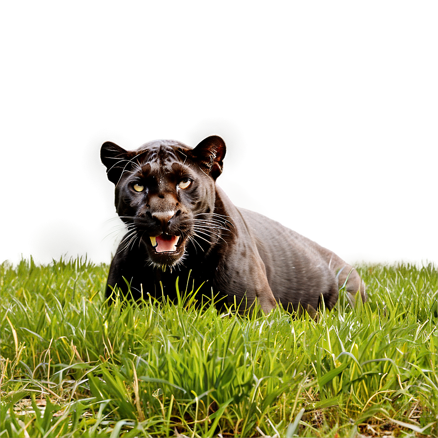 Panther In Grass Png Abt