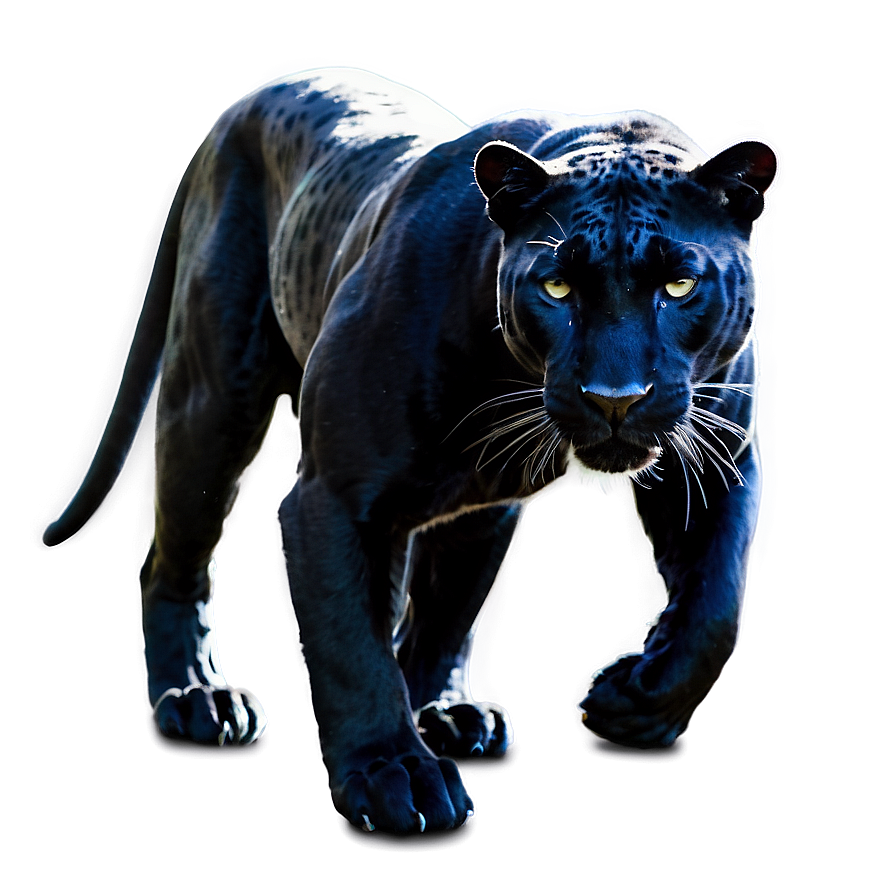 Panther In Shadows Png Agc15