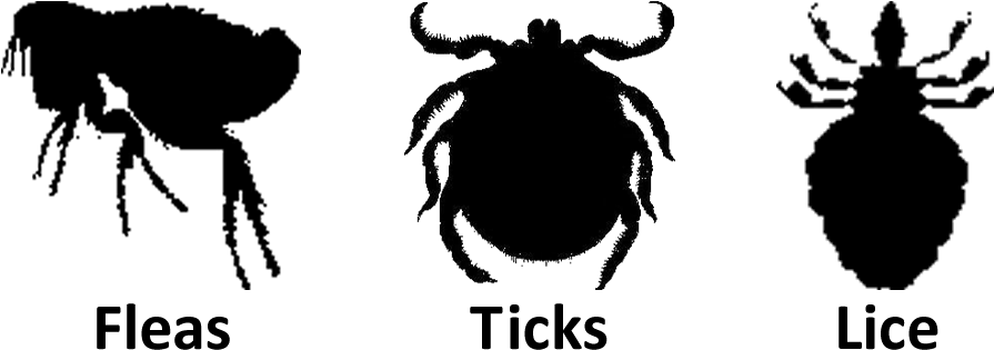Fleas And Ticks Png, Transparent Png PNG image with a transparent background, free high-resolution download
