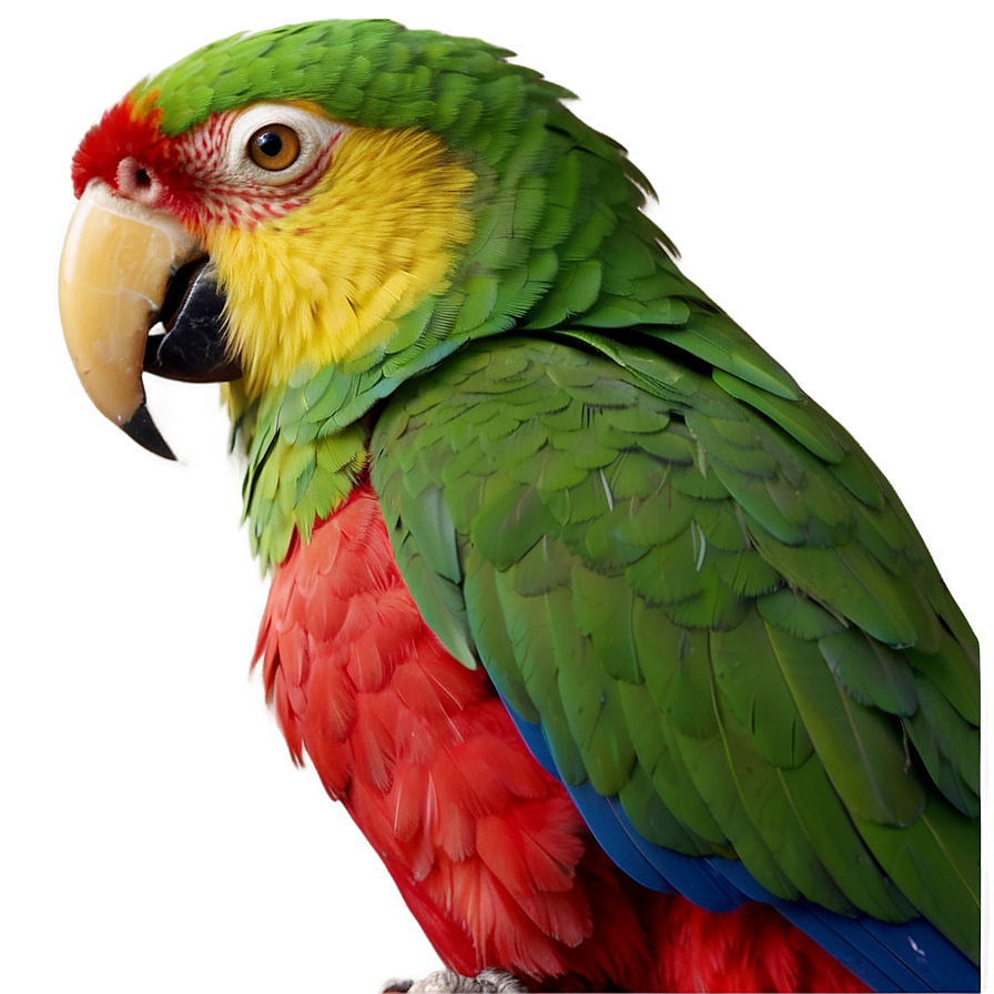 Parrot Beak Close-up Png 25