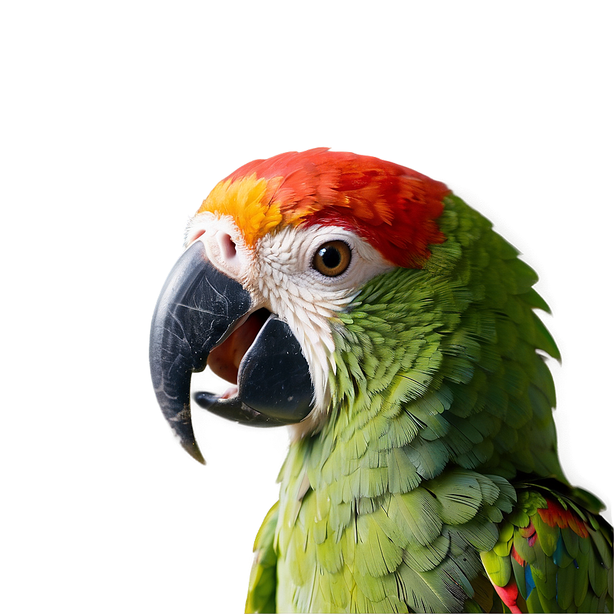 Parrot Beak Close-up Png Ubr