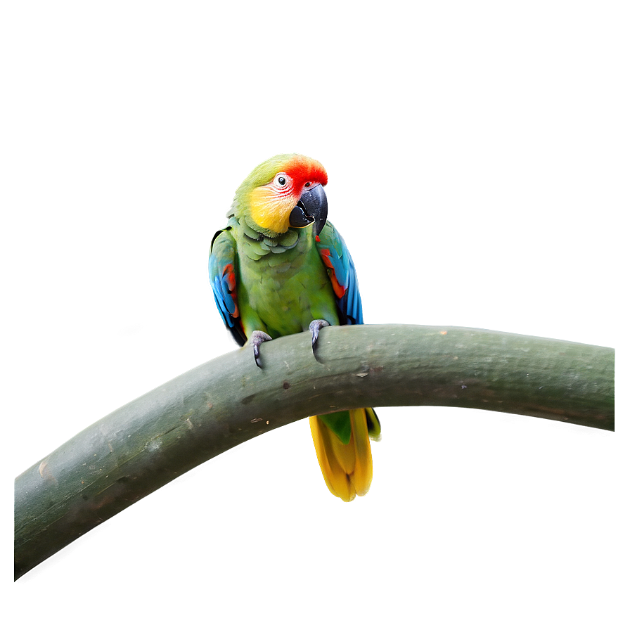 Parrot In Jungle Png 05242024