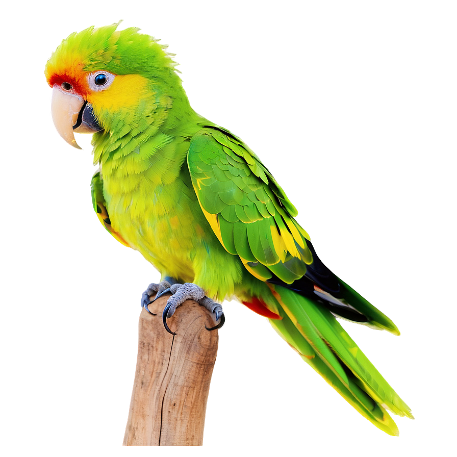 Parrot Mimicry Png 99