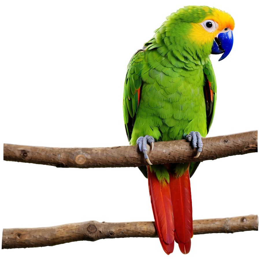 Parrot On Branch Png 10