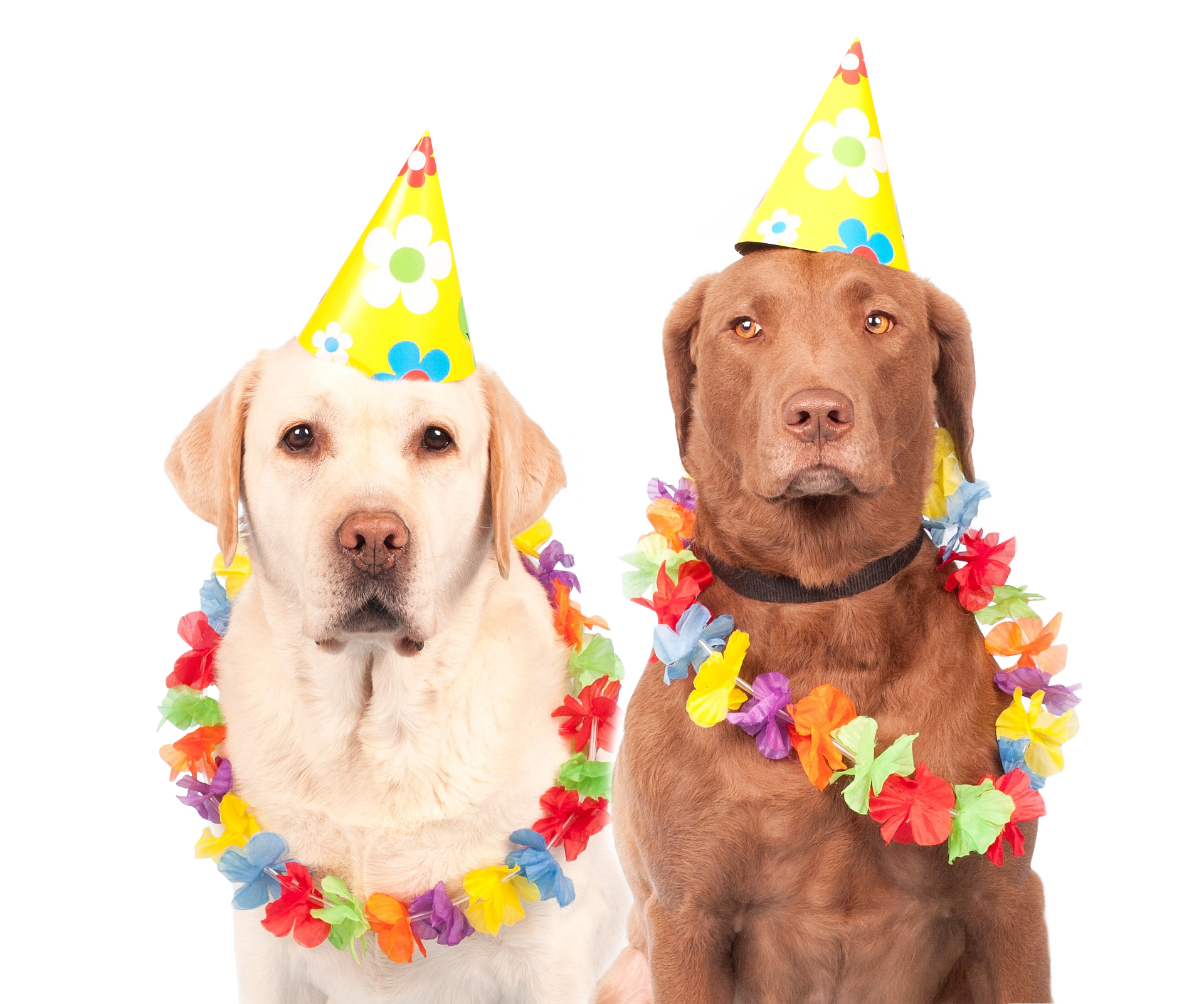 Party Dogs Celebration.jpg PNG with transparent background