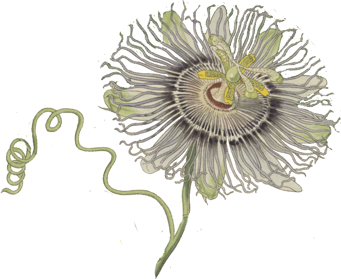 Bitterness 0 Ibus - Passion Fruit Flower Png, Transparent Png PNG with transparent background