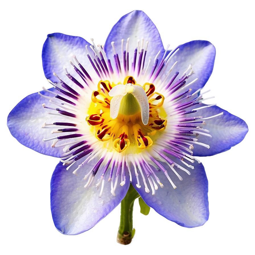 Passion Fruit Flower Blossom Png Nbv