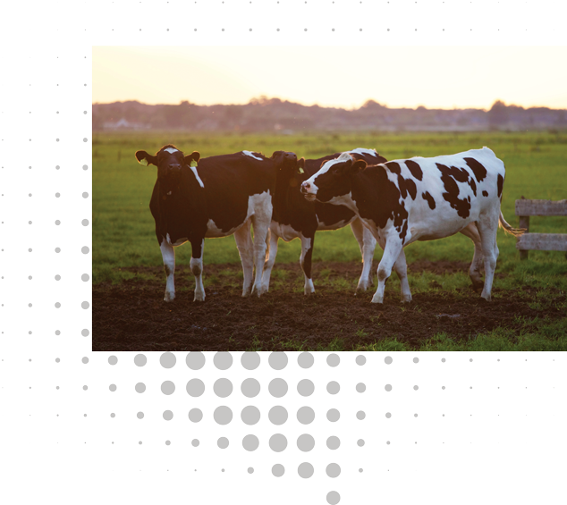 Pastoral Cowsat Dusk.jpg