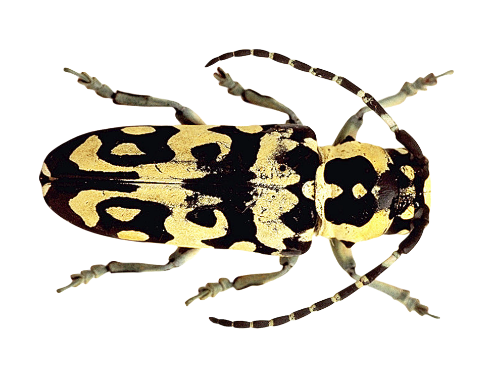 Patterned Beetle Illustration PNG with transparent background
