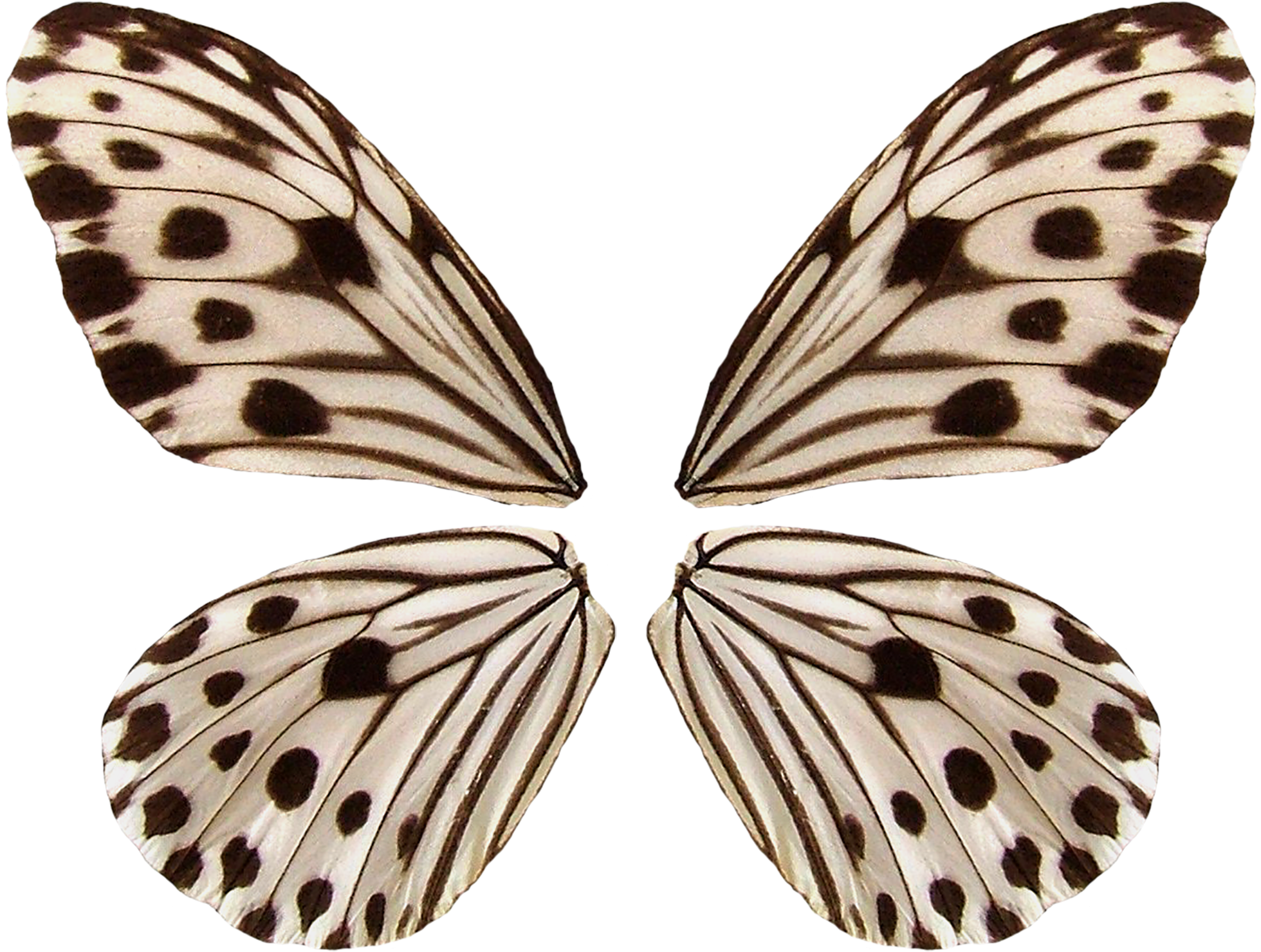 Patterned Butterfly Wings Symmetry