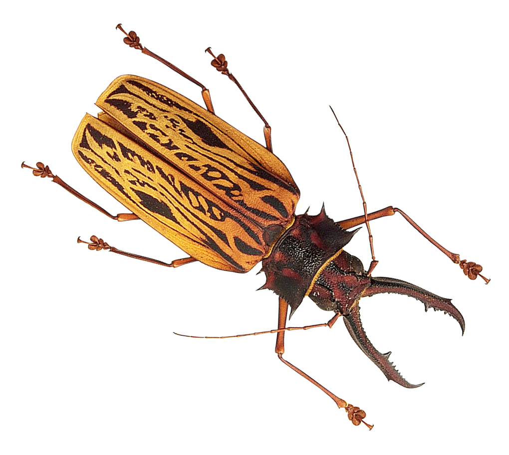 Patterned_ Longhorn_ Beetle_ Transparent_ Background PNG with transparent background