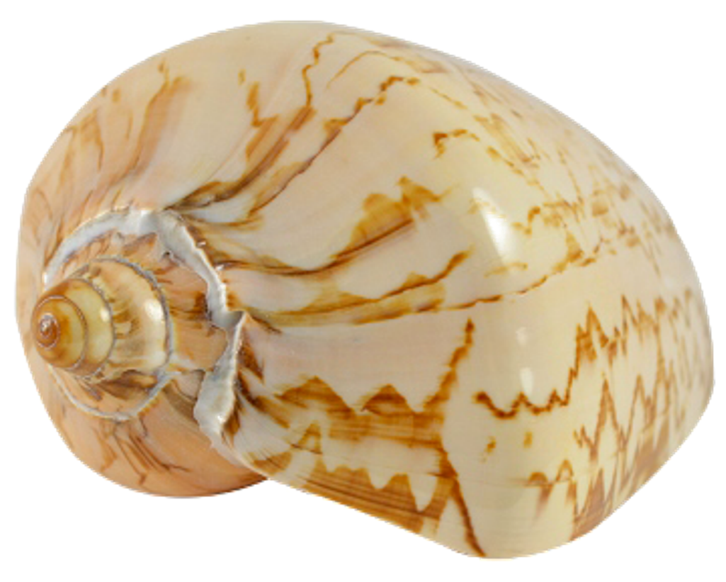 Patterned Seashell Spiral