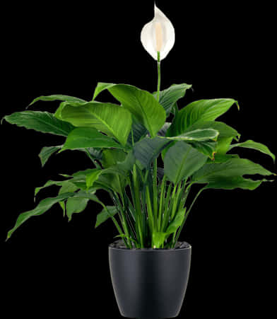 Peace Lily Plantin Black Pot