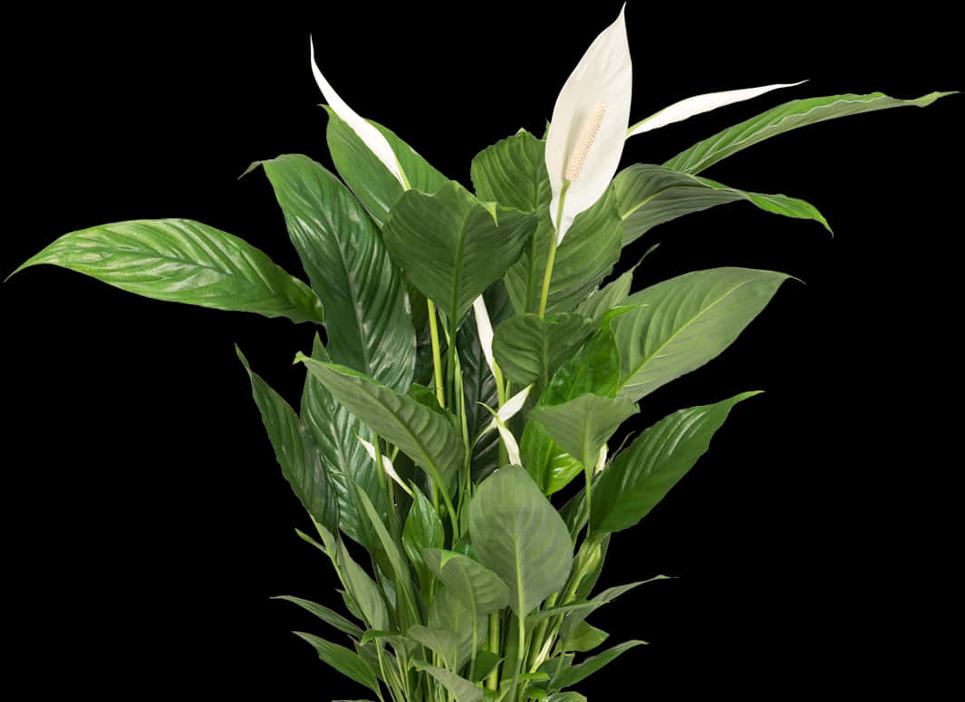 Peace Lily Planton Black Background