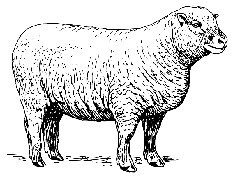 Peaceful Sheepin Meadow.jpg PNG with transparent background