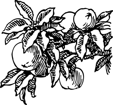 Peach Black Background PNG with transparent background