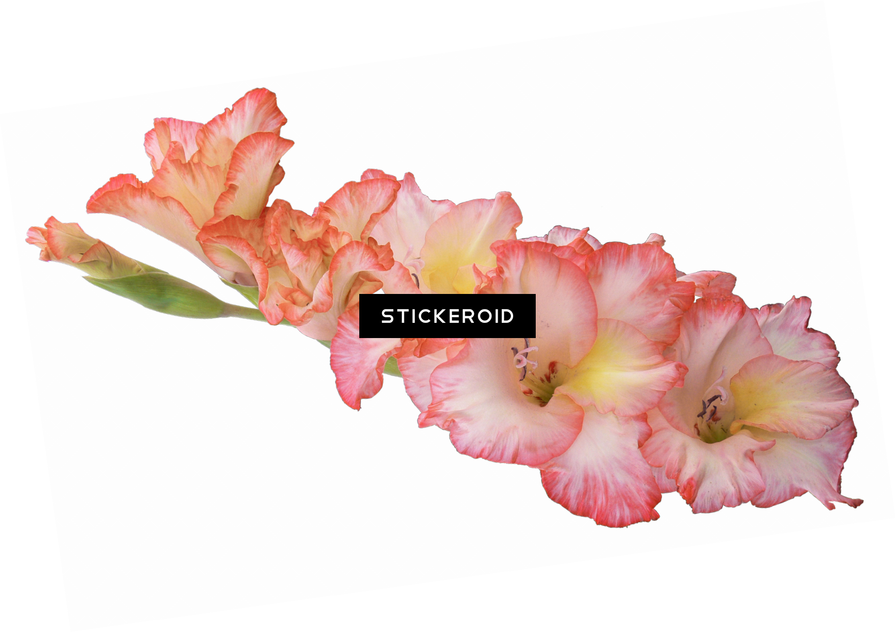 Gladiolus Hd Flowers Nature , Png Download - Gladiolus Transparent Bacjground, Png Download PNG with transparent background