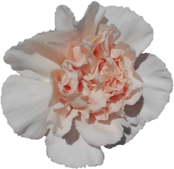 Transparent Carnations Png - Carnation, Png Download PNG with transparent background