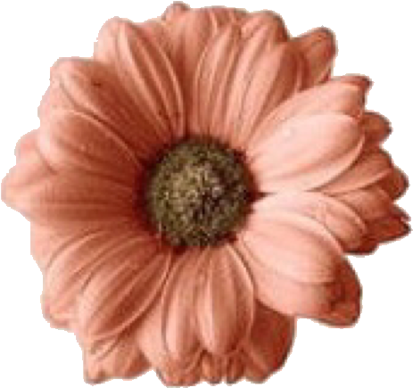 Edit Edits Png Pngs Overlay Overlays Sticker Stickers - Flower Overlays For Edits, Transparent Png PNG with transparent background