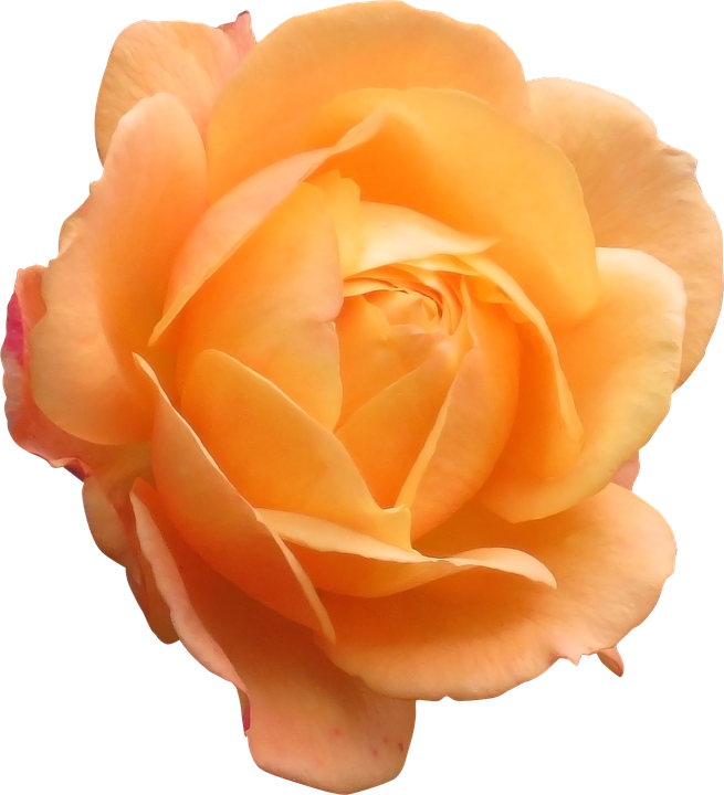 Peach Colored Rose Isolated.png