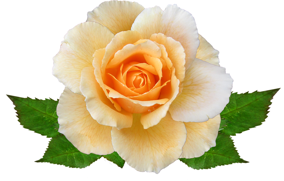 Peach Colored Rose Transparent Background.png