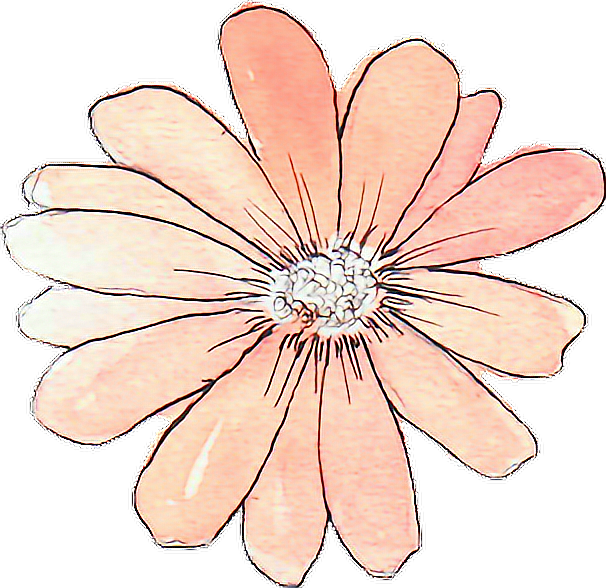 Tumblr Drawing Watercolor Peach Flower - Flowers Png Tumblr Draw, Transparent Png PNG with transparent background