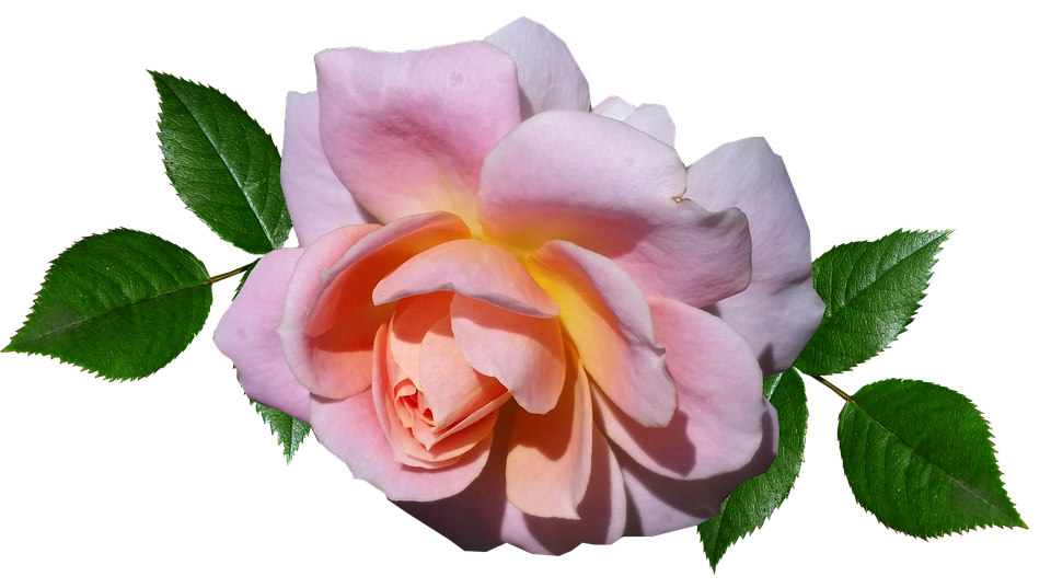 Peach Pink Rose Transparent Background